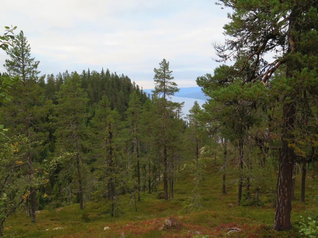 Bilder fra området Skjerbekken Oppe på brekket i sørøst