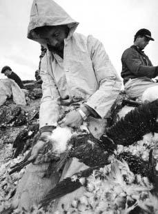 Teir leggja eisini arbeiðið niður sunnudagar úti á Súluskerinum. "Guga" Menninir á Súluskerinum hava eisini eitt geliskt orð fyri ompil, nevnliga, "Guga", har renna mál okkara ikki saman!