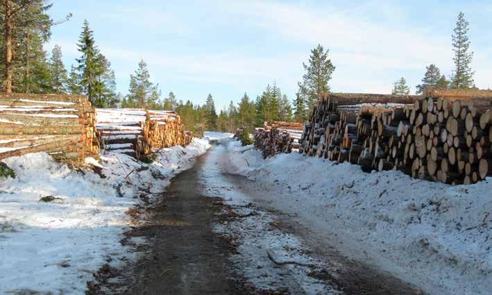 Salg og avvirkning av tømmer: Avvirkning og salg i m 3 u.b.: Sortiment Gran m 3 Furu m 3 Bjørk m 3 Sum m 3 Gjennomsnittspriser kr. pr.