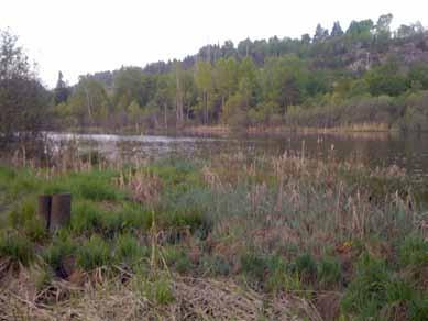 Fuglelivet i omådet Gjesud