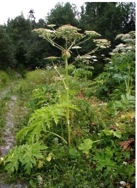 4.1 FOKUSARTER I SKEDSMO KOMMUNE 4.1.1 KJEMPEBJØRNEKJEKS Kjempebjørnekjeks (Heracleum mantegazzianum) blir 1,5-5 m høy.