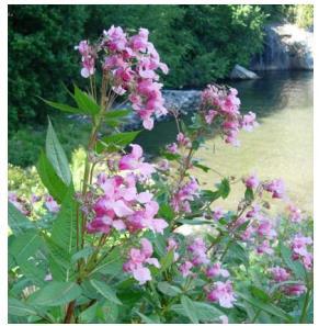 4.1.3 KJEMPESPRINGFRØ Kjempespringfrø (Impatiens glandulifera) er i rask spredning og representerer et miljøproblem fordi den kan danne tette bestander som skygger ut andre planter.