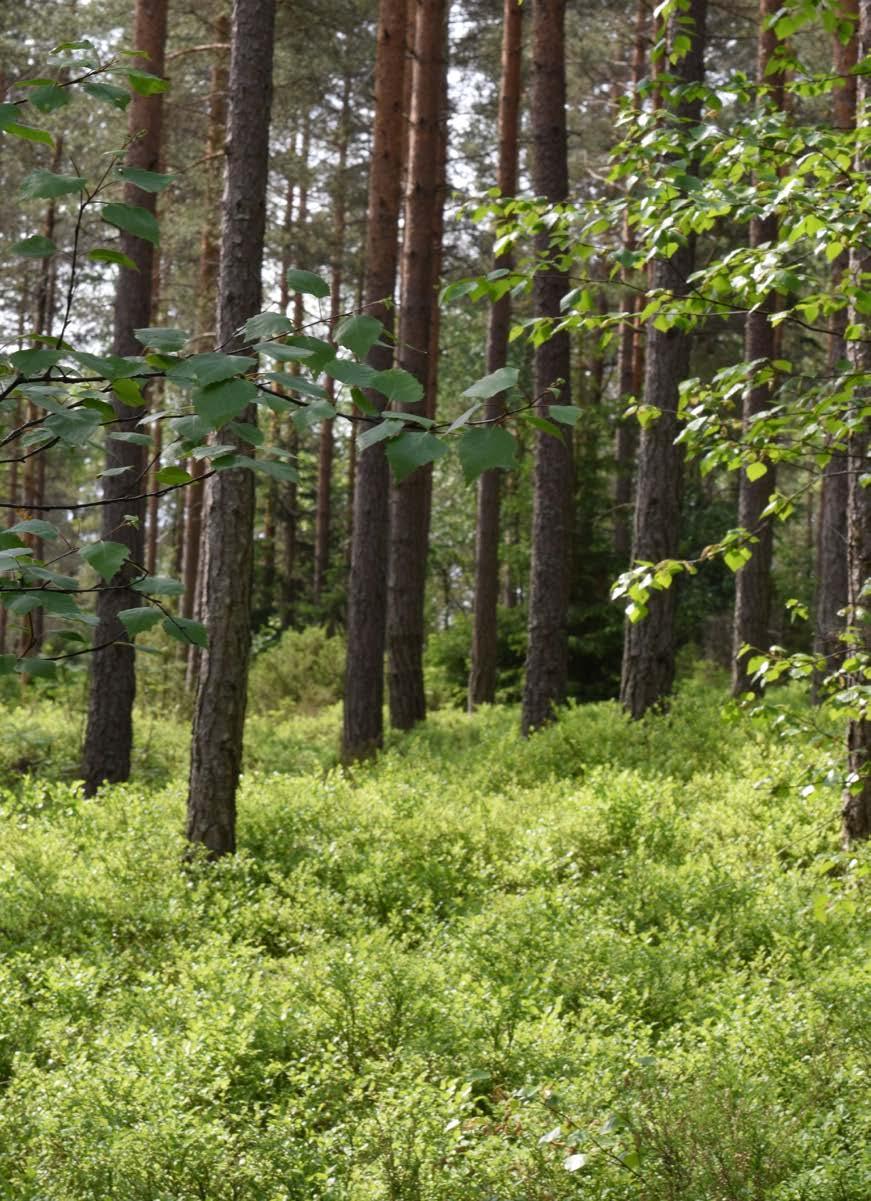 Skogen din fortjener det beste! AT Skog introduserer BEDRESKOG for at din hverdag skal bli enklere.