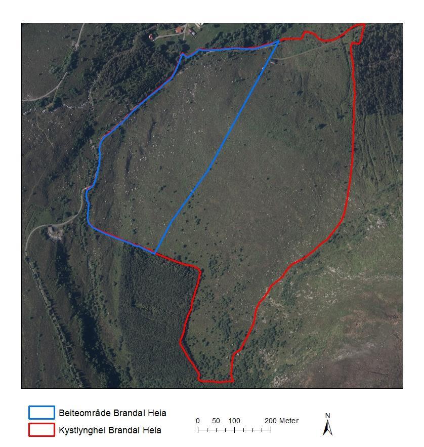 Figur 3. Ortofoto som viser beiteområdet for lokaliteten Brandal, Heia (inntegnet med blått).