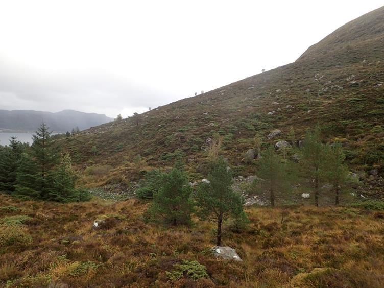 fjellkollen Heida, fra vest mot sør-øst. Foto: Synnøve Nordal Grenne/NIBIO. 28.