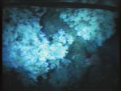 32 Det ble funnet korallrev av Lophelia pertusa og sjøtrær på de fleste toppene som ble undersøkt med kamera.