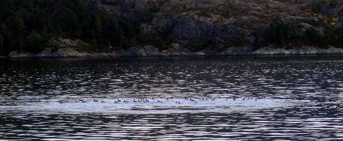 Avløp til sjø Sagen Settefisk AS har i dag avløp til Trengereidfjorden gjennom en 600 mm PEH ledning som ligger nær land på 30 meters dyp (figur 12).