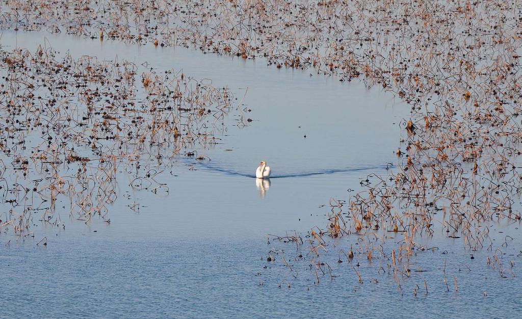 Gennaio 2017 Cigno reale, Cygnus olor.