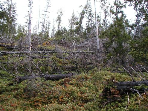 Klepsland Vindfall over Kammen-ryggen helt vest i