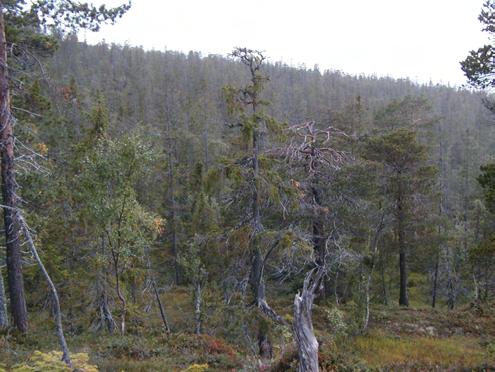 Klepsland Spredt finnes eldgamle, grove furulæger