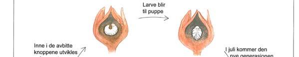 Livssyklus Fra Plantevern og Plantehelse i