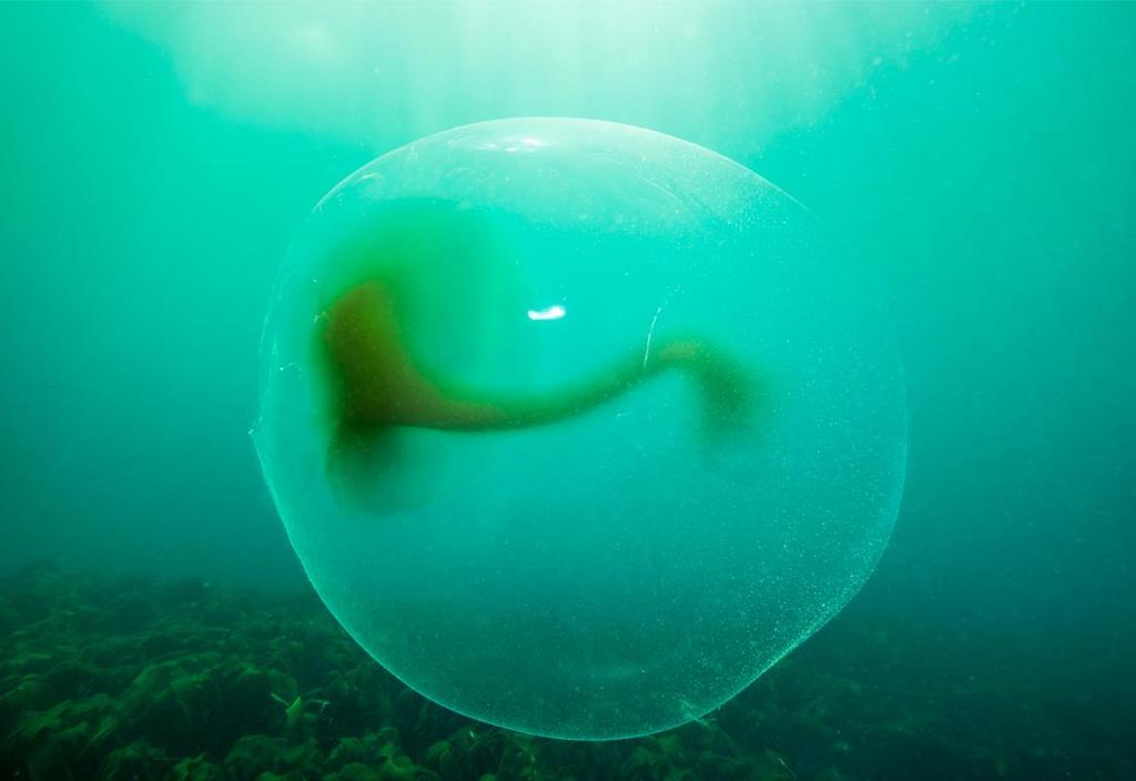 Megastore geléballer i sjøen eggkapsler fra blekksprut? Har du sett en veldig stor geléaktig ball i sjøen som er ca. 1 meter i diameter? Hva er det egentlig? Er dette et sjeldent syn eller ikke?