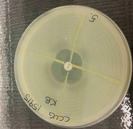 Kløverblad Penicillinfølsom S. aureus(blaznegativ) med inokolum0,5 McFarland spres utover agaren Tørke Teststamme S.