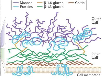 Figur 1 viser celleveggen til Candida albicans som ikke er en medisinsk sopp, men en potensielt patogen mikrosopp (Ascomycota).