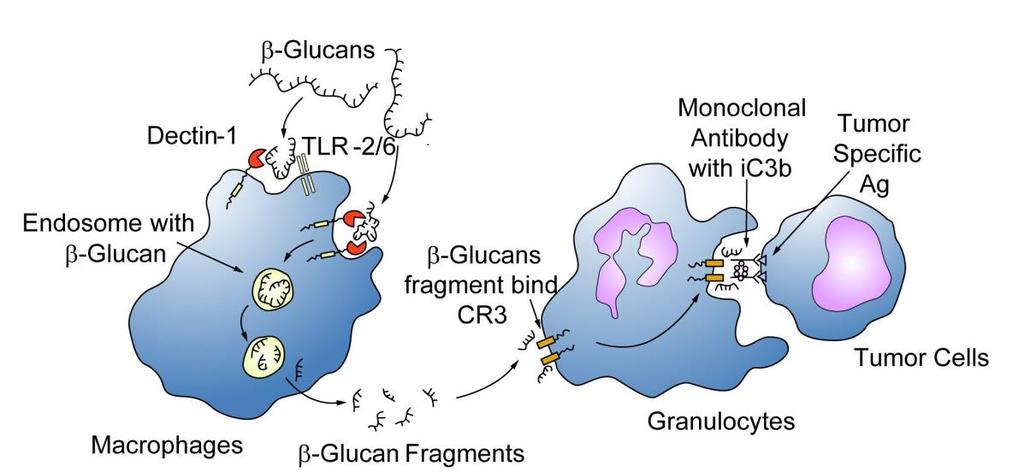 mus ble det påvist at oralt inntak av uløselig β-(1 3)-glukan fra Saccharomyces cerevisae har sterk, dose-avhengig effekt mot melanomvekst.