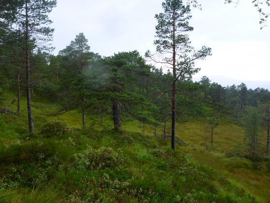 fosserøyksonen, og finnes i veksling med engarealer og nakent berg.