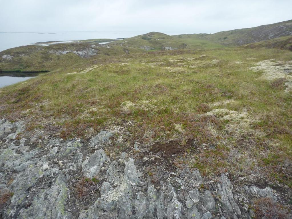 4.3.4 Kystlynghei Figur 13. Kystlynghei i Indre Øksningan i Nordland (Foto: A. Bär/NIBIO).