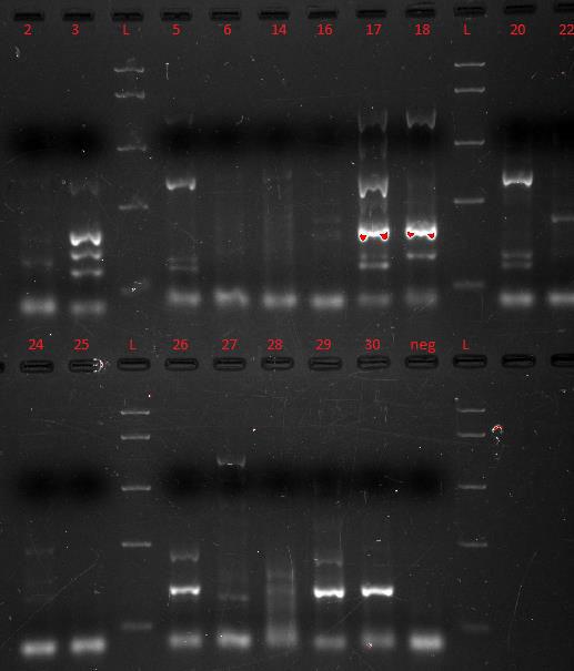 4. Resultat 4.1 Multiplex PCR Det ble gjort optimalisering av Multiplex PCR for to assayer.