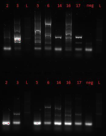 Optimalisering av hybridiseringstemperatur 56oC hybridiseringstemperatur Bilde 4.