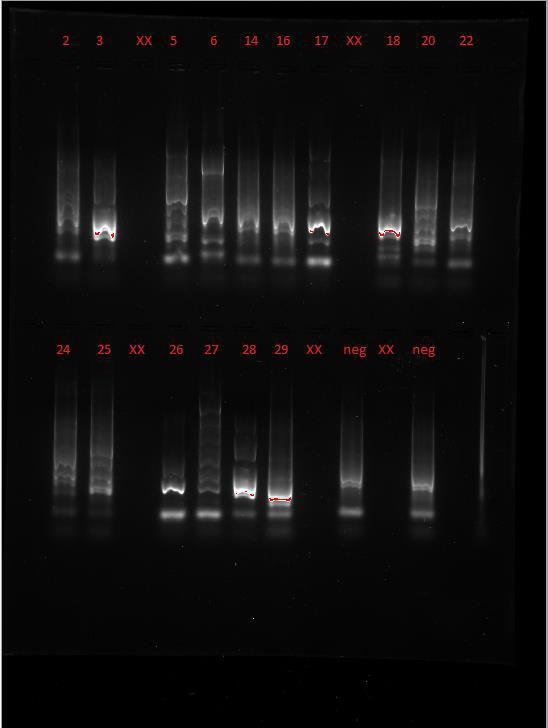 Primer, assay 1 Bilde