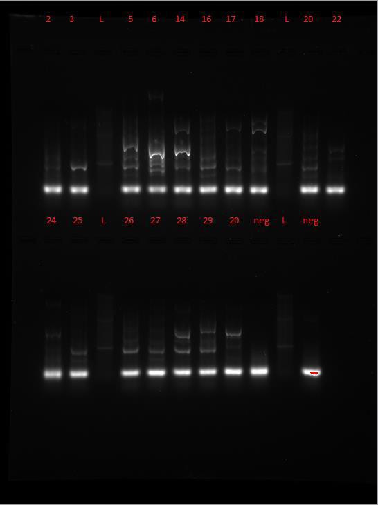 Primer, assay 2 Bilde