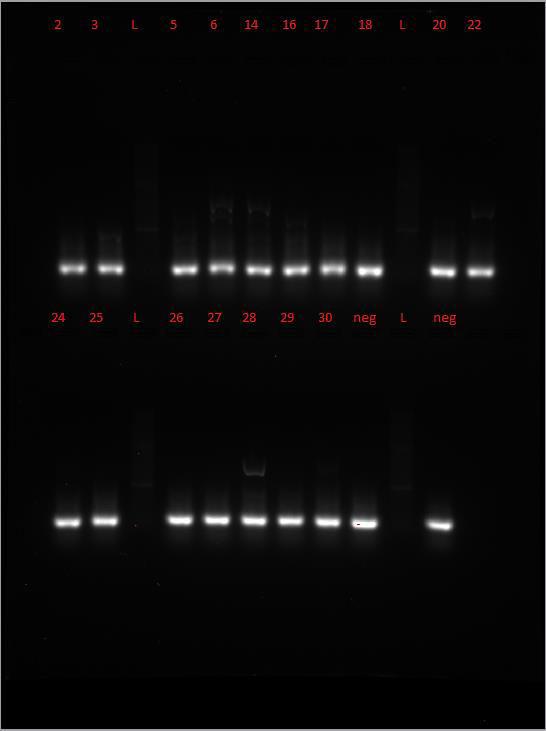 Primer, assay 2 Bilde