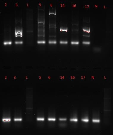 assay 1 og assay 2 Bilde