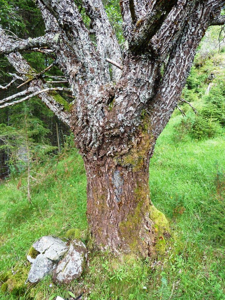 Forekomst av rødlistearter i kategorien NT og VU gir ifølge Korbøl mfl. (2009) middels verdi, mens de med EN gir stor verdi. Rødlistearter vurderes derfor å ha stor til middels verdi.