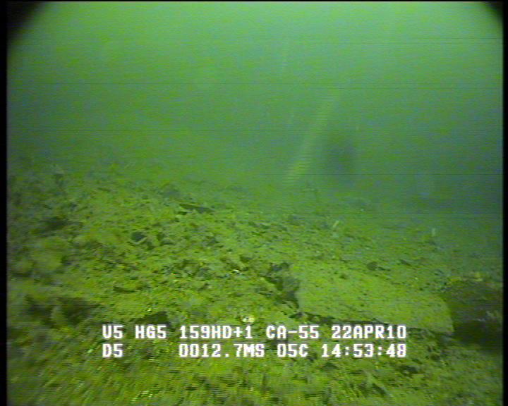 Tabell 10. Bilder fra transekt H3 utenfor Hovedkaia. A. Bunn på 12,7m med stein og grus i sedimentene. B. Bunn på 10m som viser fast fjell med sekkedyr. A B 3.