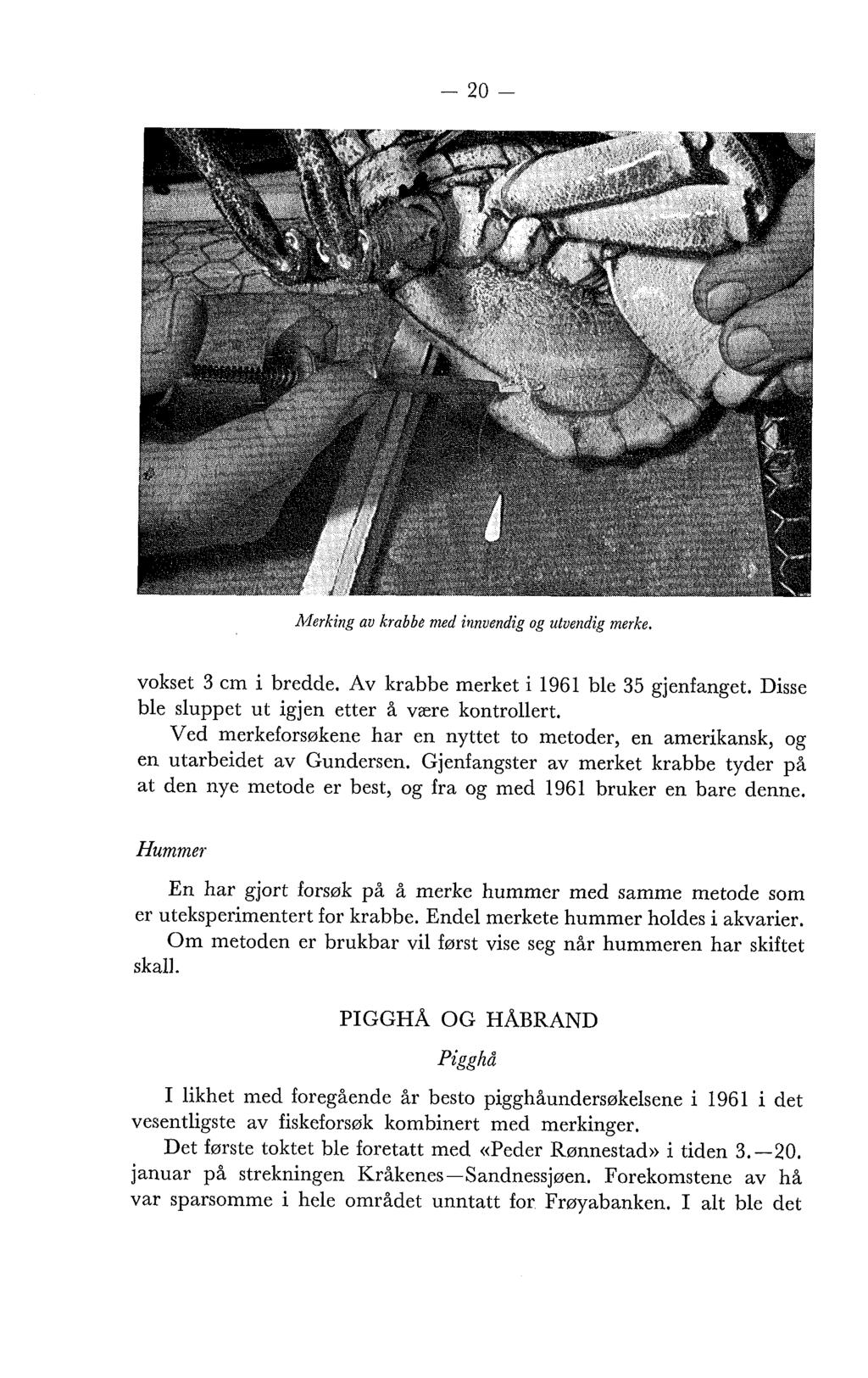 Merking av krabbe med innvendig og utvendig merke. vokset 3 cm i bredde. Av krabbe merket i 1961 ble 35 gjenfanget. Disse ble sluppet ut igjen etter å være kontrollert.