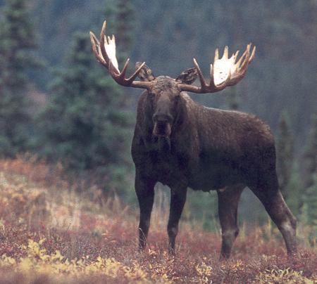 Antall spir Slaktevekt i kg Antall spir og slaktevekt hos elgokser felt i Nærøy 2001, 2002, 2003, 2004 og 2005 12,0 250,0 10,0 200,0 8,0 6,0 4,0 Antall spir Slaktevekt 150,0 100,0 2,0