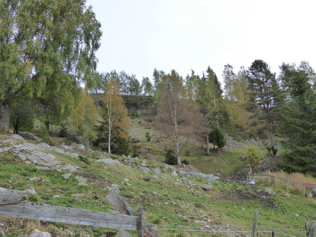 Sluttrapport om kontroll av tilskuddsforvaltningen i jord- og skogbruket i NES kommune Bildet er fra Espeset mellom.