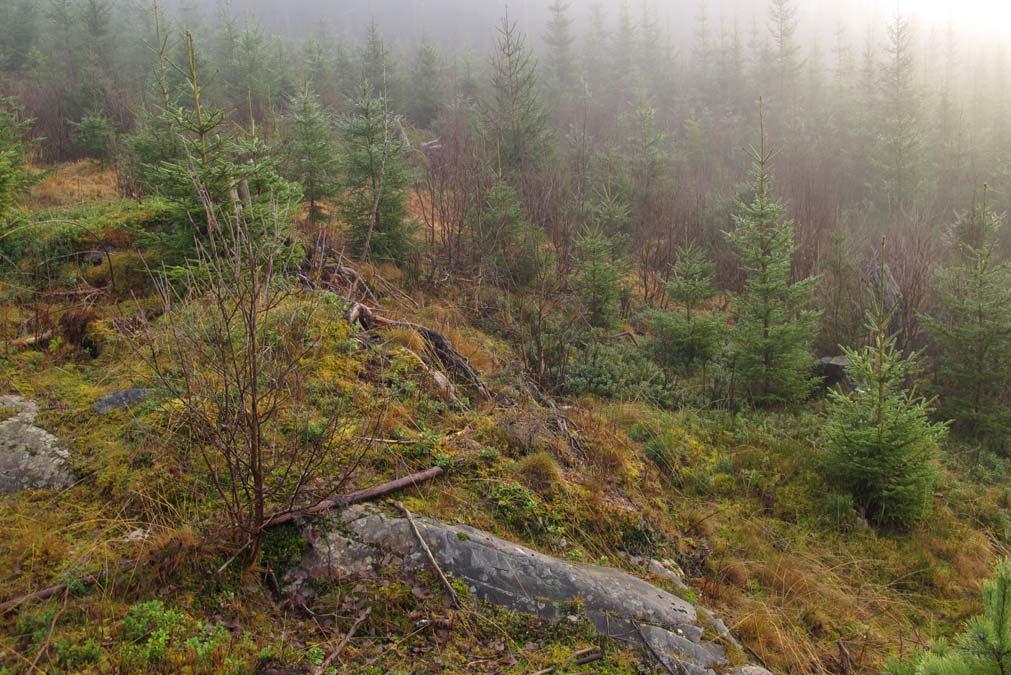 3.1 Tunnel 1 Tunnel 1 blir om lag 300 meter lang og er orientert i sørvestlig retning. Den er planlagt å gå gjennom den ca. 75 meter åsen høye Høgberget, se figur 4, 5, 6 og V001.