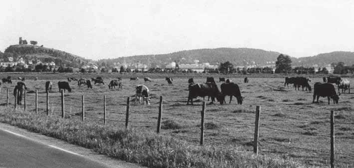 I flere århundrer har Jarlsberg hovedgård brukt Ilene til husdyrbeite. Foto copyright Gunnar Numme Når grågåsa er ferdig med hekkingen ute i skjærgården, trekker den inn til Ilene.