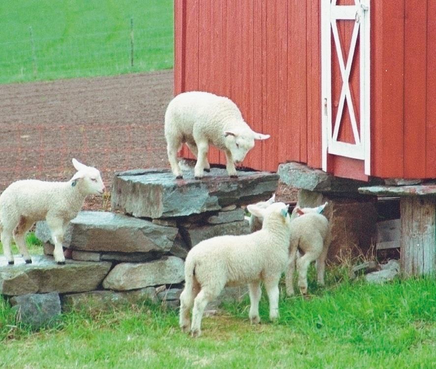 Norturas ambisjon i det grønne