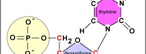 DNA A / C / G / T