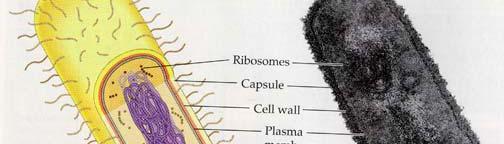 CELLEBIOLOGI PROKARYOTE