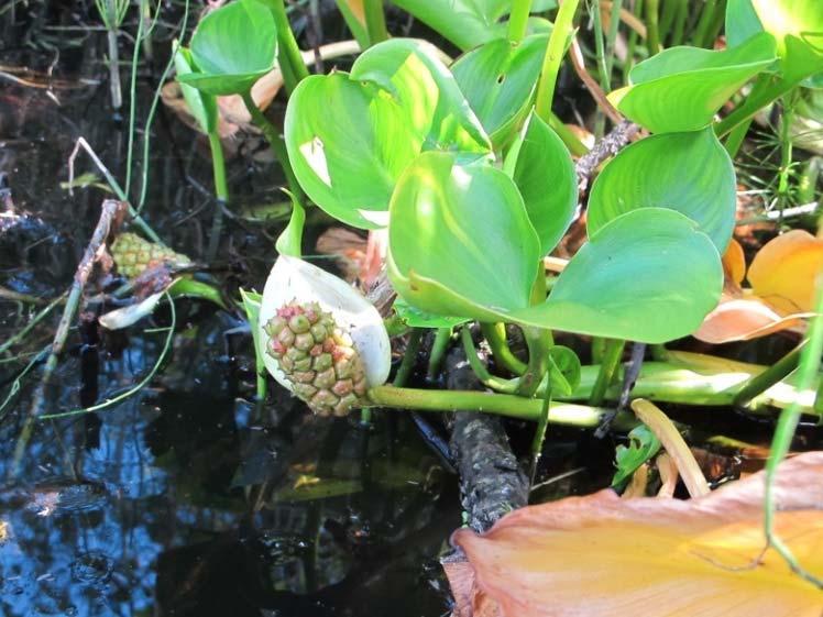 sørsida av innsjøen, som tørrlegges om høsten, ble Potamogeton berchtoldii registrert. Ingen kortskuddsarter ble registrert. Tilgrensende naturtyper 2012.