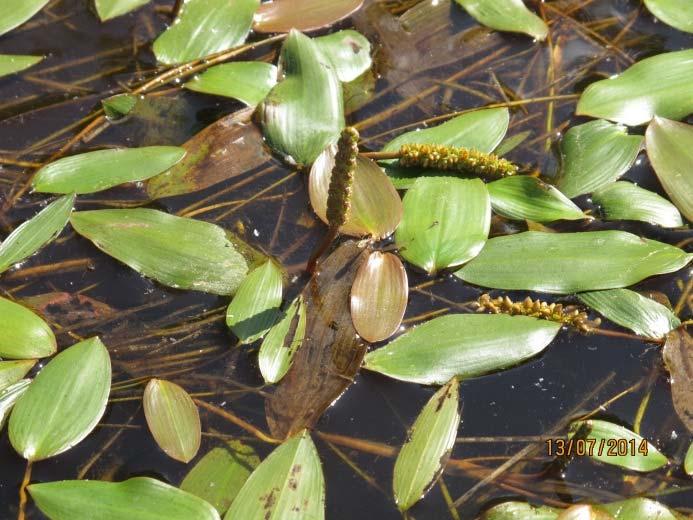 Flytebladsvegetasjon av Nuphar lutea og Potamogeton natans var vanligst, samt en mer sparsom langskuddsvegetasjon av Callitriche spp., Myriophyllum alterniflorum og spredte forekomster av P.