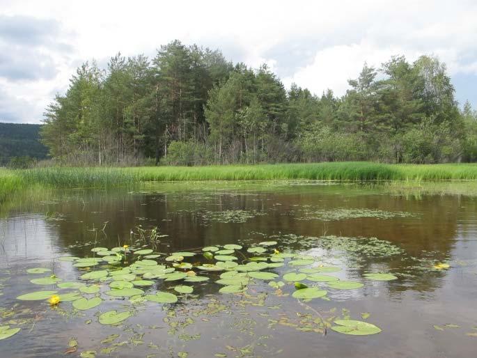 holdsvis artsrik og flere arter var vanlige, f.eks. Persicaria amphibia og Potamogeton natans. Spredt kortskuddsvegetasjon med Eleocharis acicularis ble observert. Figur 22.