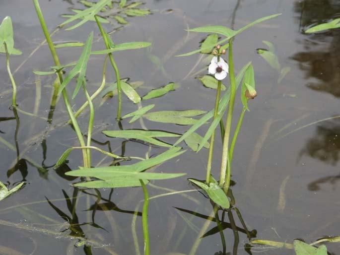 Elvesletta er omkranset av myr og skogsområder. Helofyttvegetasjonen på elvesletta var dominert av Carex aquatilis, med C.