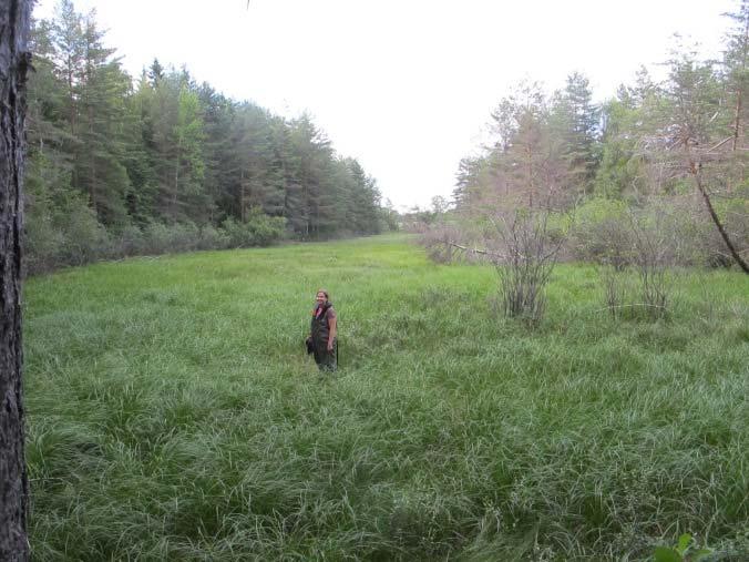 Kroksjøen ved Moneset, sørvestre del (venstre) og den gjengrodde østre delen (høyre). Foto: H. Edvardsen. Den sørvestre armen av kroksjøen ble undersøkt med båt.