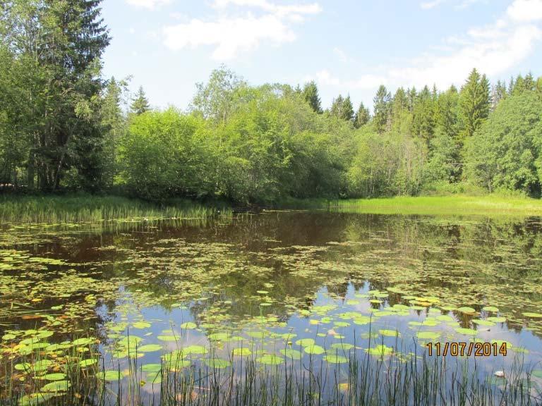 Substratet gjorde det vanskelig å vade, men også denne flomdammen er nokså grunn over det hele. Undersøkelsene ble foretatt fra land.