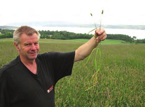 Aamlid, T.S. & Havstad, L.T. / Bioforsk FOKUS 9 (1) 201 Bilde 2. Frøavler Asbjørn Feiring, Hedmark, konstaterer at det var mange korte timoteitopper i 2013.