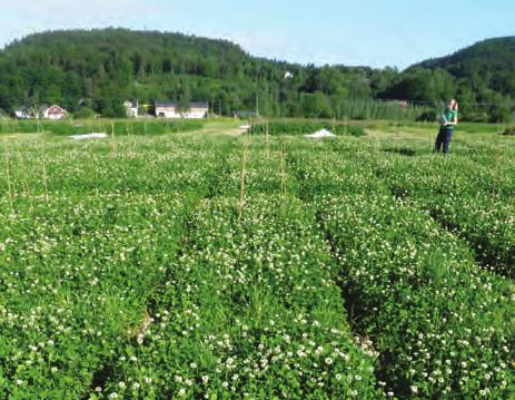 Aamlid, T.S. & Susort, Å. / Bioforsk FOKUS 9 (1) 237 Borgjødsling ved frøavl av kvitkløver Trygve S. Aamlid og Åge Susort Bioforsk Øst Landvik trygve.aamlid@bioforsk.