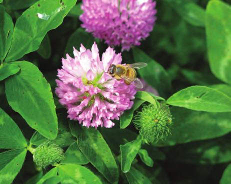 I det videre arbeidet vil det bli studert nærmere hvordan biene oppfører seg i burene med tanke på pollineringsarbeidet.