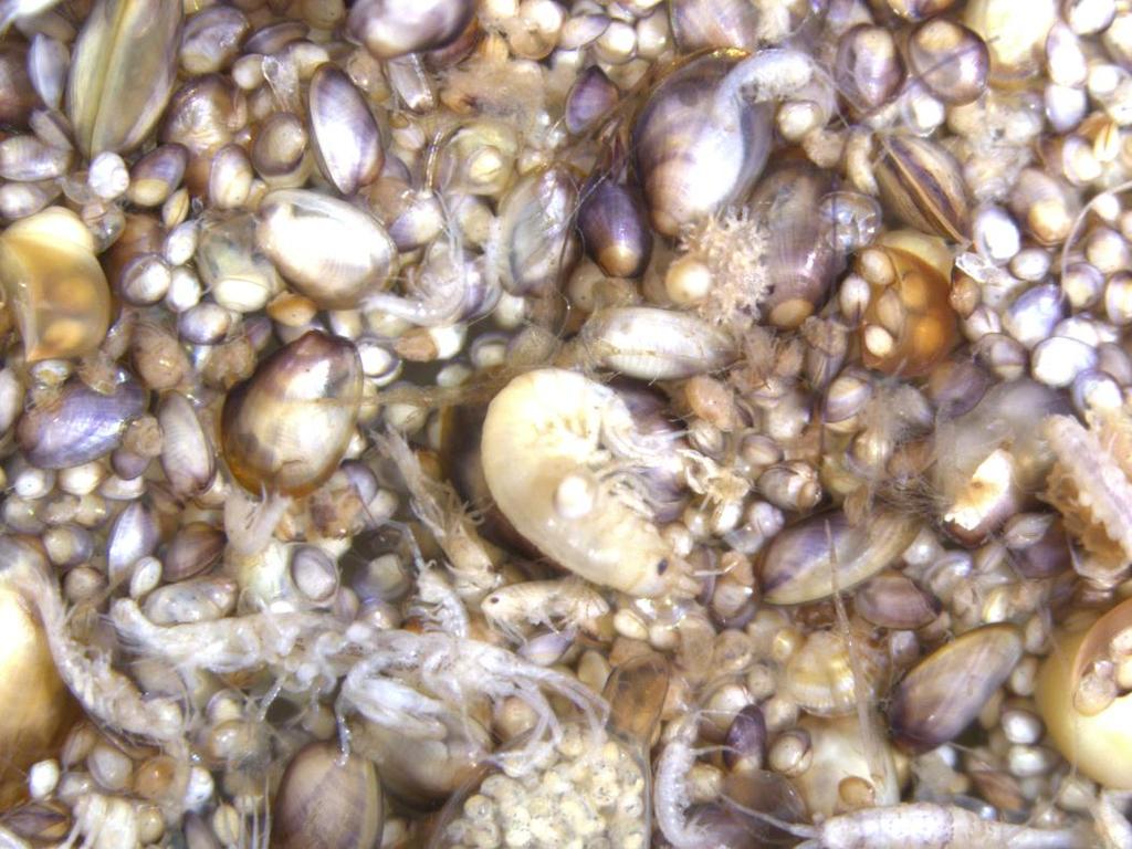 Høy tetthet av muslinger, snegl og tanglopper i glisne enger Både tette og glisne