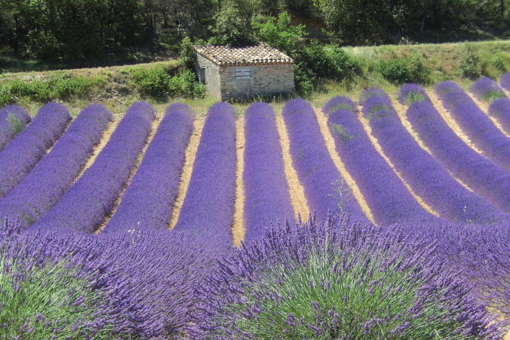 La parola comunica il pensiero, il colore l emozione.