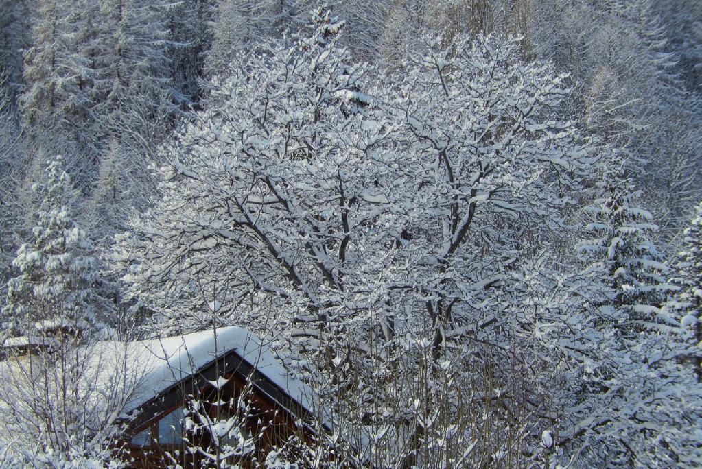 Gli alberi dormono sotto la neve Gli con alberi sogni dormono verdi nel cuore. sotto la neve con sogni verdi nel cuore.