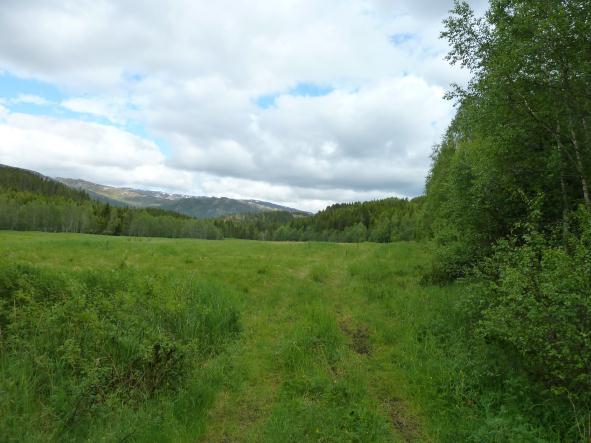 Driftsvegen er omkranset av frodig løvskog på vestsiden og blandingsskog mot fv 17 på østside.